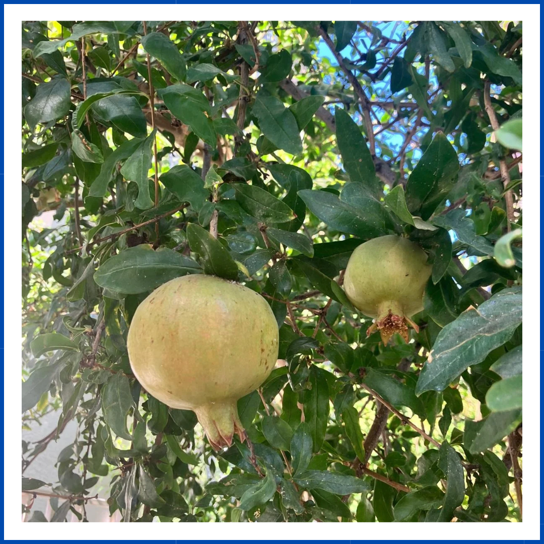 Beynarı (Aknar) (1000 Gr.)