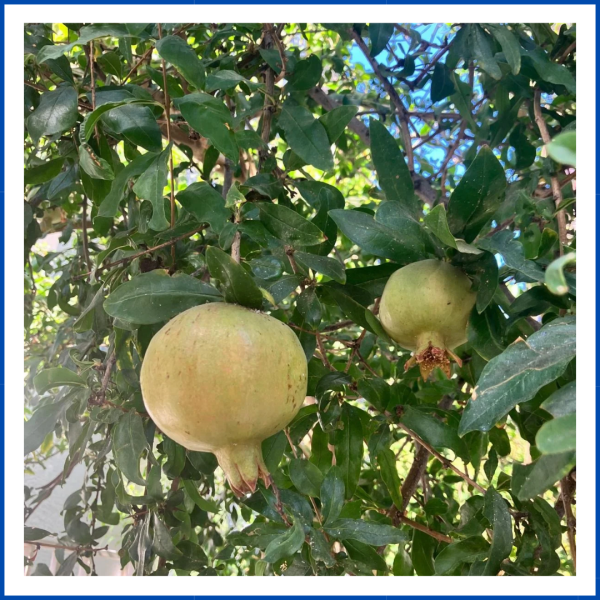 Beynarı (Aknar) (1000 Gr.)