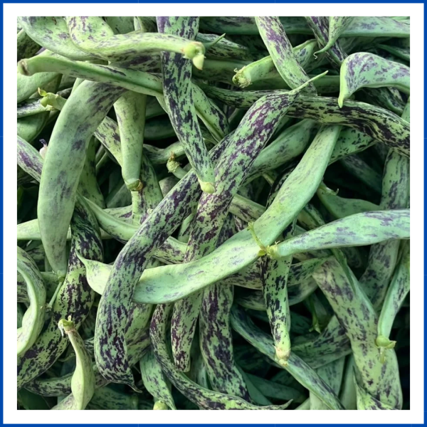 Çilli Ayşekadın Fasulye (1000 gr)