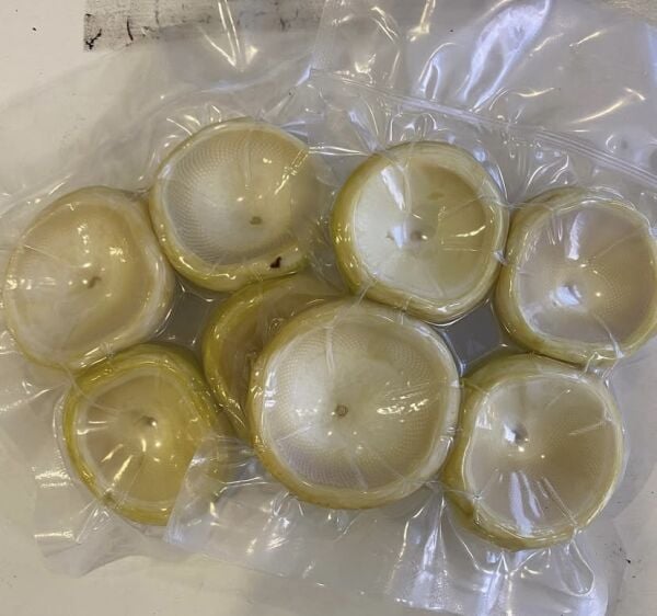 Sakız Çanak Enginar (Vakumlu)