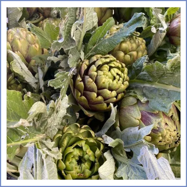 Sakız Çanak Enginar (Vakumlu)