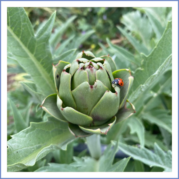 Sakız Çanak Enginar