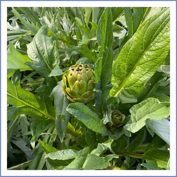 Çiçek Sakız Enginar